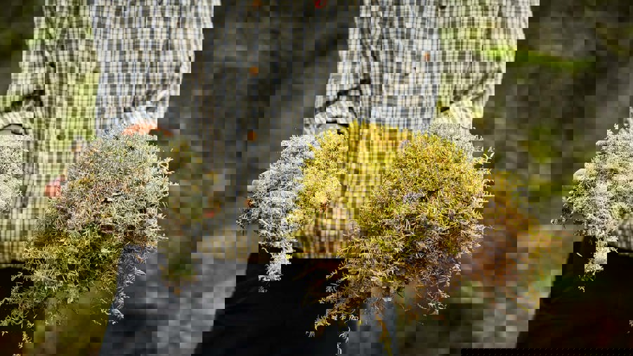 Händer som håller i mossa och lavar