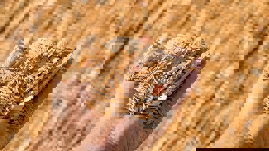 hand som håller flis