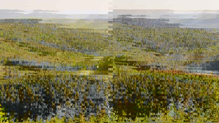 skogslandskap ranasjöhöjden ramsele