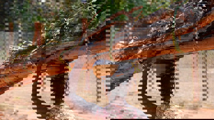 Kvinna bär brännved på huvudet.