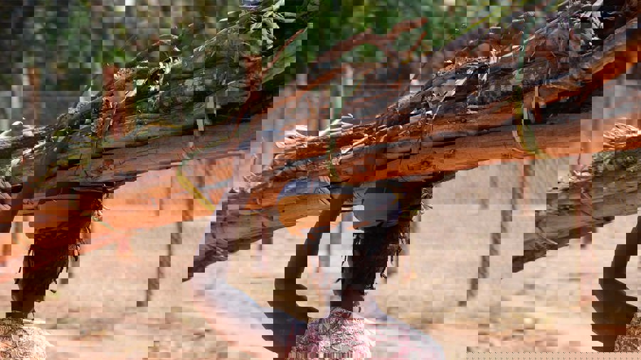 Kvinna bär brännved på huvudet.